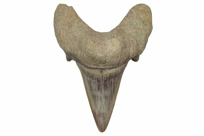 Fossil Shark Tooth (Otodus) - Morocco #353431